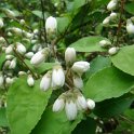Deutzia x magnifica  P1E
